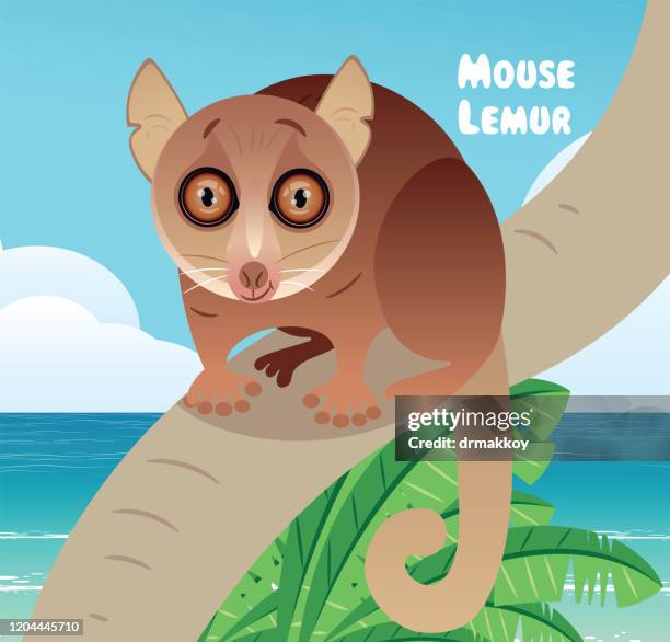 mouse lemur, madagascar fody, subantarctic fur seal, fur seal, rockhopper penguin, ring tailed lemur, mouse lemur, lemur, gray mouse lemur - madagascar forest stock illustrations