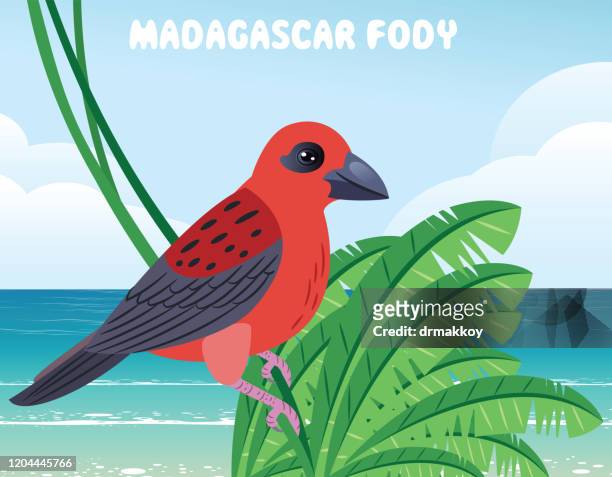 red madagascar fody, red fody - jungle island zoological park stock illustrations