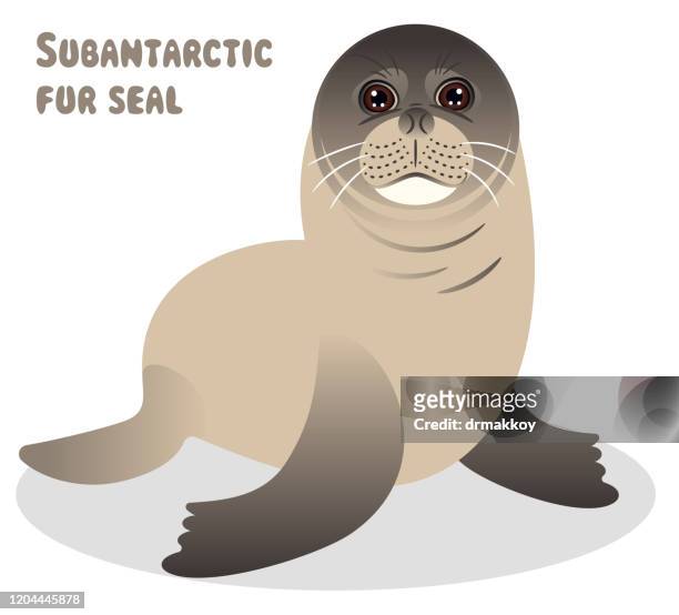 subantarctic fur seal, antarctica, elephant seal - sea lion stock illustrations
