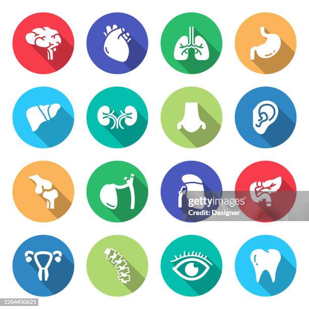 simple set of human organs and anatomy related vector icons. symbol collection - human kidney stock illustrations