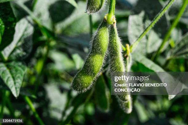 soybean crop 2020 in the state of paraná in brazil. - 大豆 個照片及圖片檔