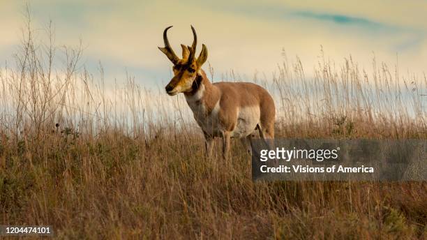 Pronghorn Antelope fastest animal in North America, Custer State Park, South Dakota.