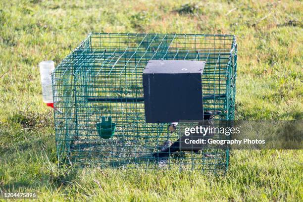 Crow caught in Larsen trap, Shottisham, Suffolk, England, UK.