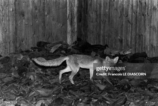 Concentration camps in Lublin , Poland in 1990 - Display of victim's shoes in one of the Majdanek barracks. A fox was living in the middle of them.