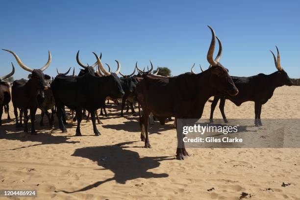 Awaradi Refugee Settlement, Diffa, Niger. December 11 2019. Cattle stand in the sand near the sprawling refugee camp in Awaradi, Diffa in eastern...