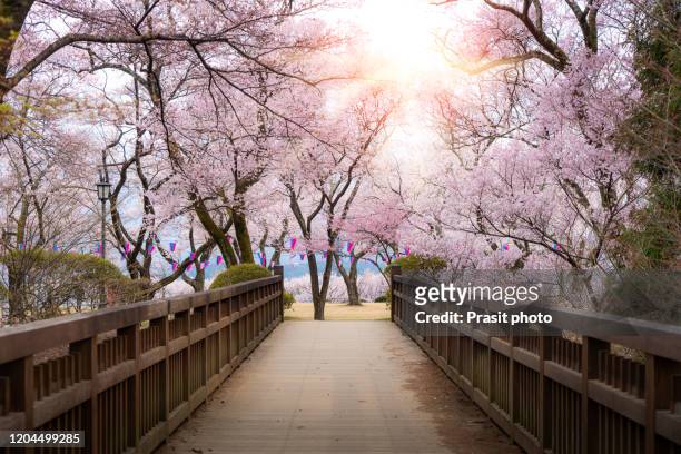 japanese cherry blossoms in full bloom with wooden bridge walkway in kasuga park with lantern during spring season in april in nagano, japan. - garden bridge stockfoto's en -beelden