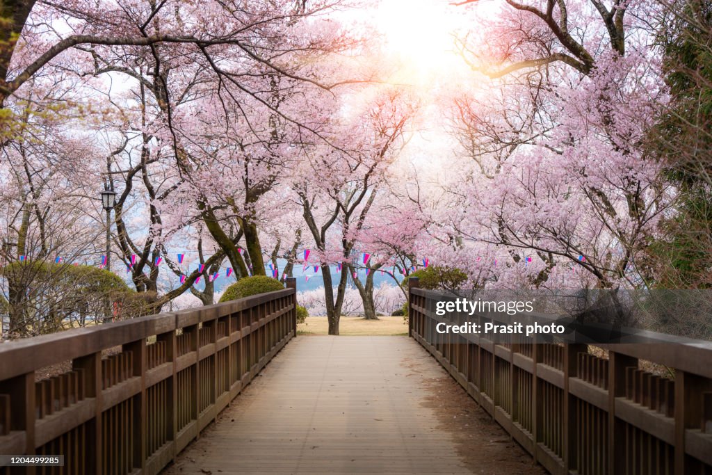 Japanese cherry blossoms in full bloom with wooden bridge walkway in Kasuga Park with lantern during spring season in April in Nagano, Japan.