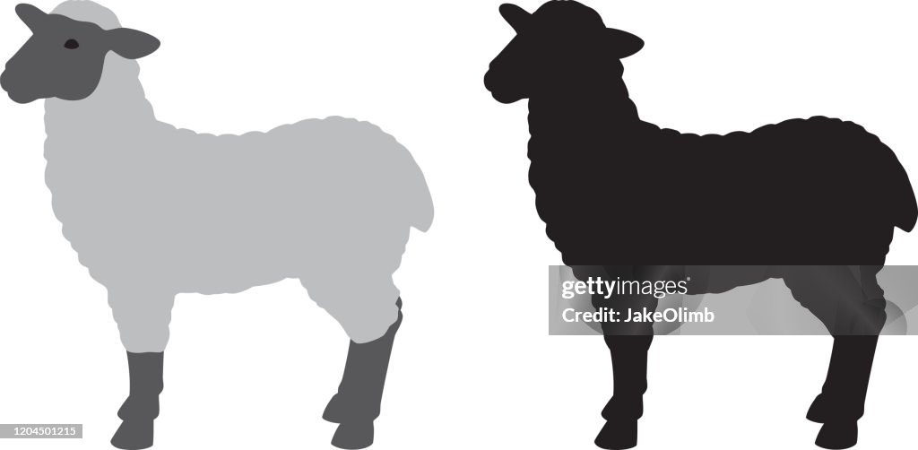 Het Silhouet van schapen