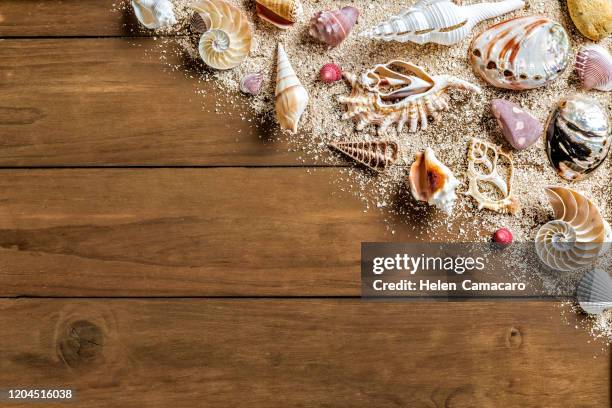 220 Seashell Wallpaper Border Photos and Premium High Res Pictures - Getty Images 220 Seashell Wallpaper Border Photos and Premium High Res Pictures - Getty Images