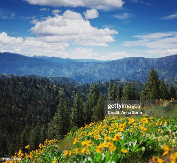 arrowleaf balsamroot flowers lining hillside along station creek trail on partly cloudy summer afternoon, central idaho - anna creek station fotografías e imágenes de stock