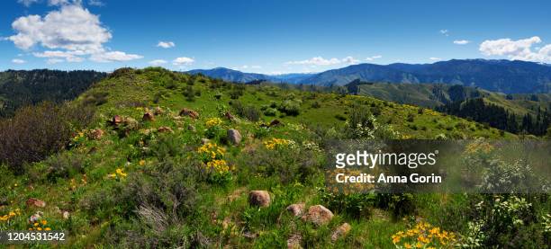 green hillside dotted with arrowleaf balsamroot flowers at bald mountain summit on station creek trail, partly cloudy summer afternoon, central idaho - anna creek station fotografías e imágenes de stock