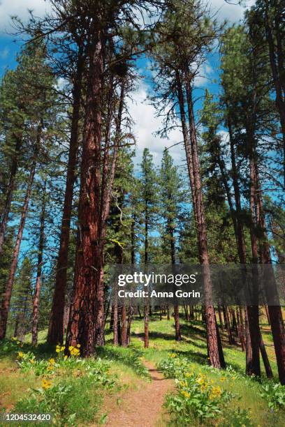 footpath lined with arrowleaf balsamroot flowers leading through tall evergreen trees along station creek trail, garden valley, idaho - anna creek station stock pictures, royalty-free photos & images