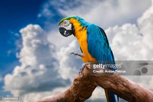 beautiful macaw parrot on sunset sky background. - guacamayo fotografías e imágenes de stock