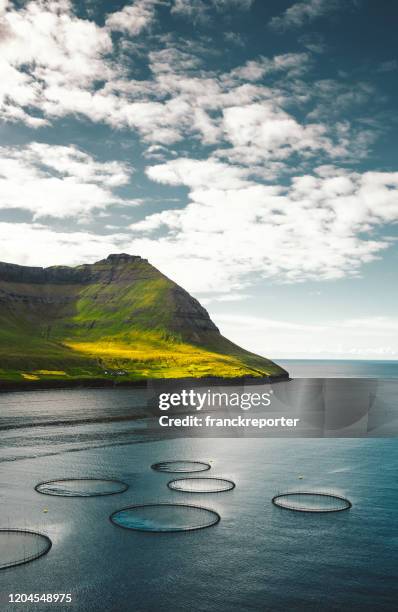 viskwekerij op faeröer - faroe islands stockfoto's en -beelden