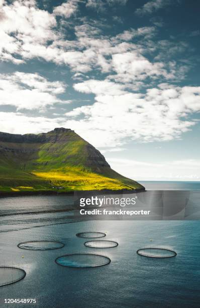 fiskegård på färöarna - faroe islands bildbanksfoton och bilder