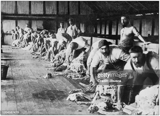 antique photograph of the british empire: wool production in australia - shepherd stock illustrations