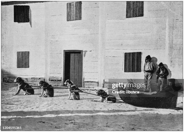 antique photograph of the british empire: dog sleigh in hudson bay territory - dog sledding stock illustrations