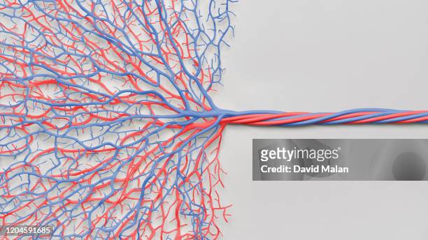 two networks of veins one red and one blue interacting with each other and simplifying. - blodkärl bildbanksfoton och bilder