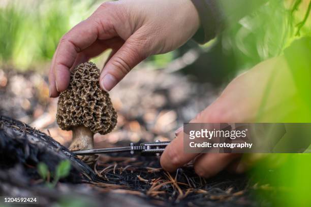 woman foraging for wild morel mushrooms in forest, usa - morel mushroom stock pictures, royalty-free photos & images