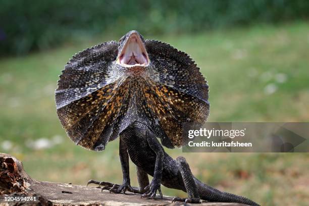 frill-necked lizard hissing, indonesia - frilled lizard stock-fotos und bilder