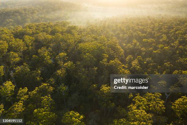 aerial view of the karri forest, pemberton, western australia, australia - australian forest stock pictures, royalty-free photos & images