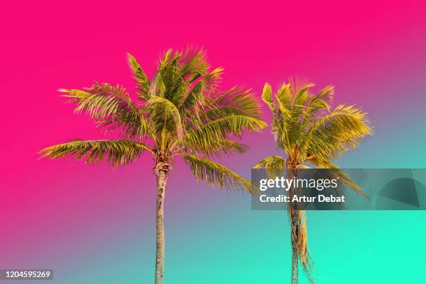 Miami Pattern Miami Pattern Photos and Premium High Res Pictures - Getty Images