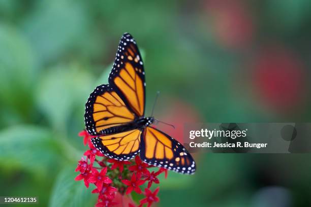 ready for take off - mariposa monarca fotografías e imágenes de stock