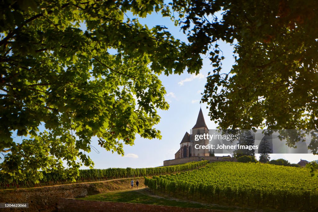 Vineyards around church