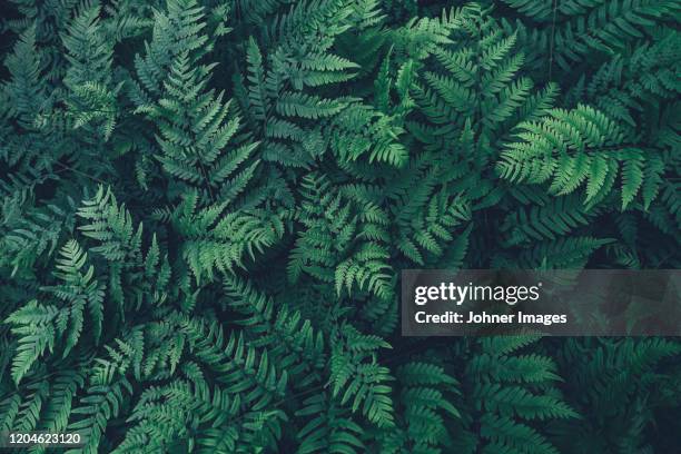 ferns - feuille verte photos et images de collection