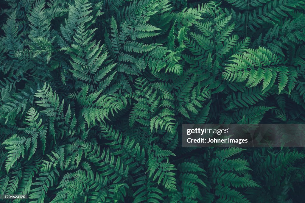 Ferns