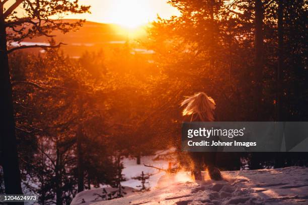 woman walking in winter forest - johner images bildbanksfoton och bilder
