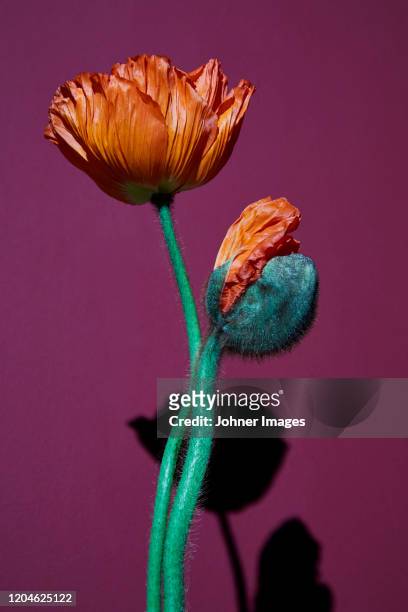 poppies, studio shot - still life foto e immagini stock