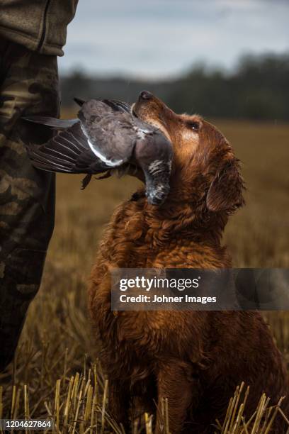 hunting dog carrying dead bird - dead dog fotografías e imágenes de stock