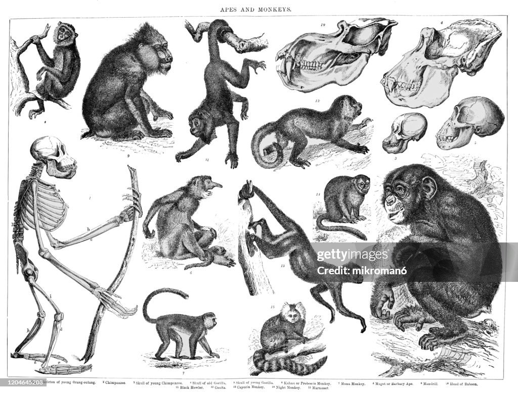 Old engraved illustration of Apes and Monkeys. Antique Illustration, Popular Encyclopedia Published 1894. Copyright has expired on this artwork