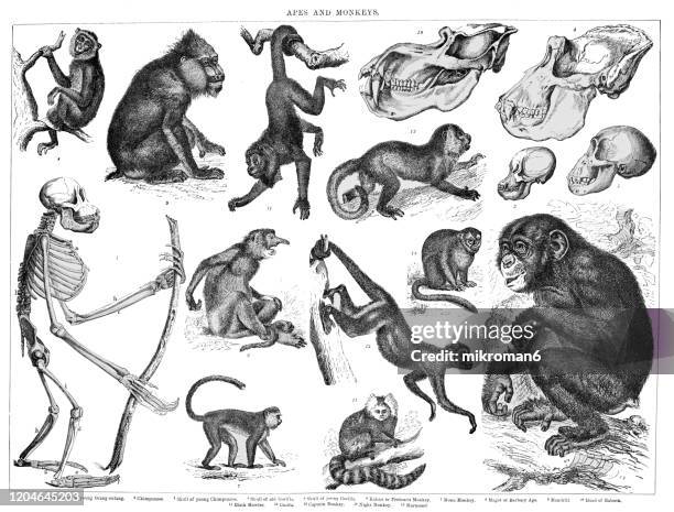 old engraved illustration of apes and monkeys. antique illustration, popular encyclopedia published 1894. copyright has expired on this artwork - mamífero fotografías e imágenes de stock