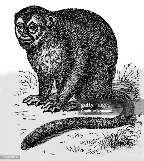 old engraved illustration of owl monkey. antique illustration, popular encyclopedia published 1894. copyright has expired on this artwork - cebidae stock pictures, royalty-free photos & images