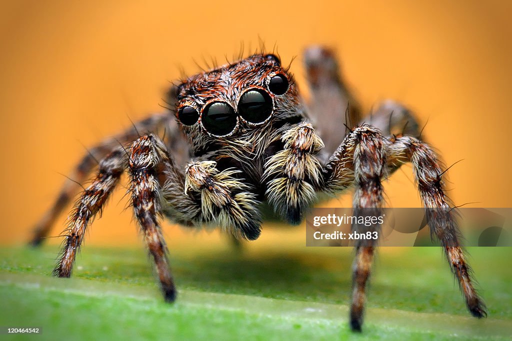 Portrait of jumping spider