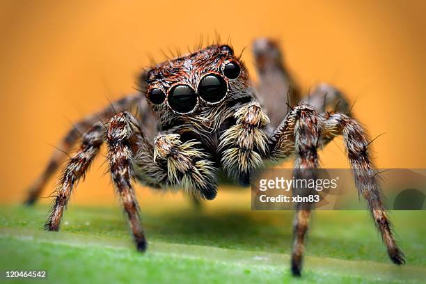 portrait of jumping spider - spider stockfoto's en -beelden