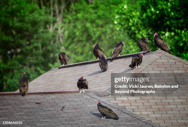 turkey vultures congregating on a roof in downingtown, pennsylvania - ugly bird stock pictures, royalty-free photos & images