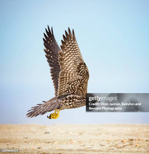 peregrine falcon in flight with wings up at jones beach, long island - falcon feather pattern fotografías e imágenes de stock