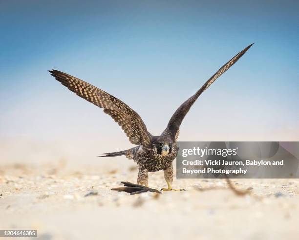 cute young peregrine falcon lifts his wings for take off at jones beach, long island - peregrine falcon stock-fotos und bilder