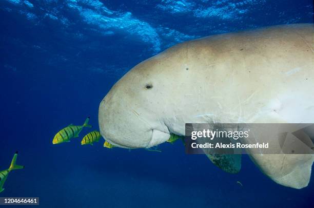 Dugong, also called a sea cow, is swimming with golden pilot jacks in shallow waters on December 30, 2004 near Marsa Alam, Egypt, Red Sea. Dugong is...