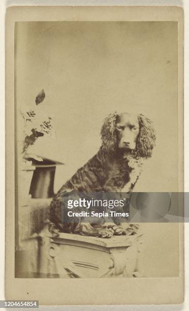 Cocker spaniel on ionic capital, William Savage , about 1865, Albumen silver print.