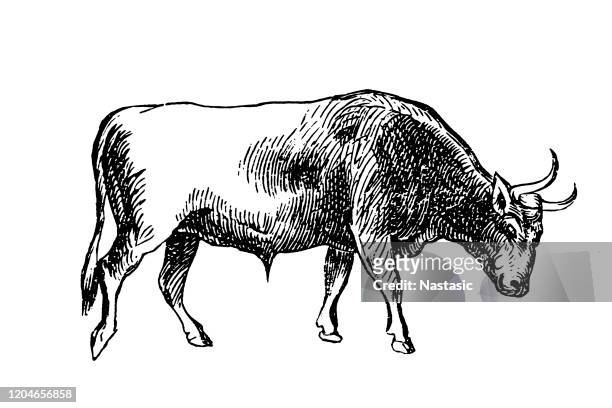 bull - wild cattle stock illustrations