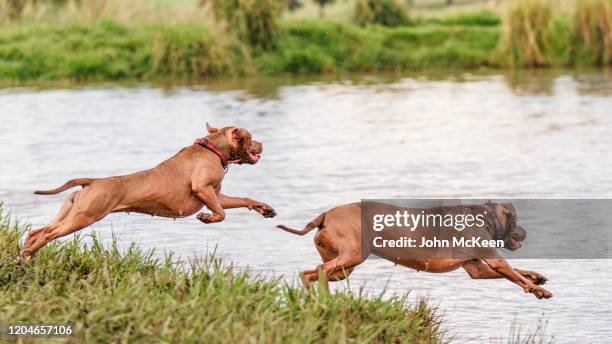 the leaping pit bulls - ピットブル ストックフォトと画像