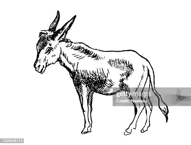 donkey - donkey stock illustrations