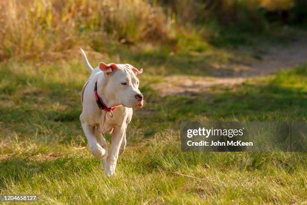 pit bull in the park - american pit bull terrier stock-fotos und bilder