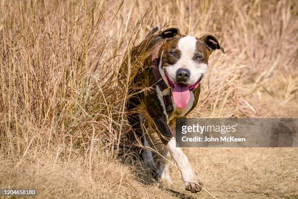 the happy pit bull - american pit bull terrier stock-fotos und bilder