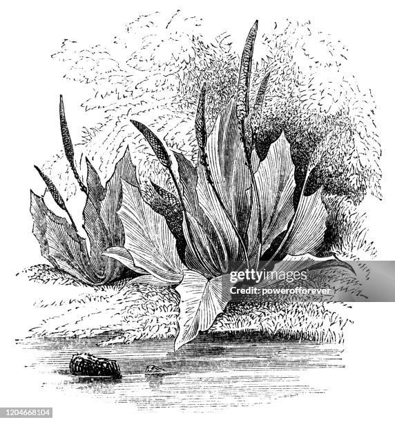 broadleaf plantain - 19th century - plantago major stock illustrations