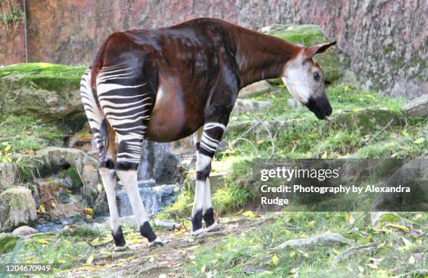 okapi. - okapi stockfoto's en -beelden